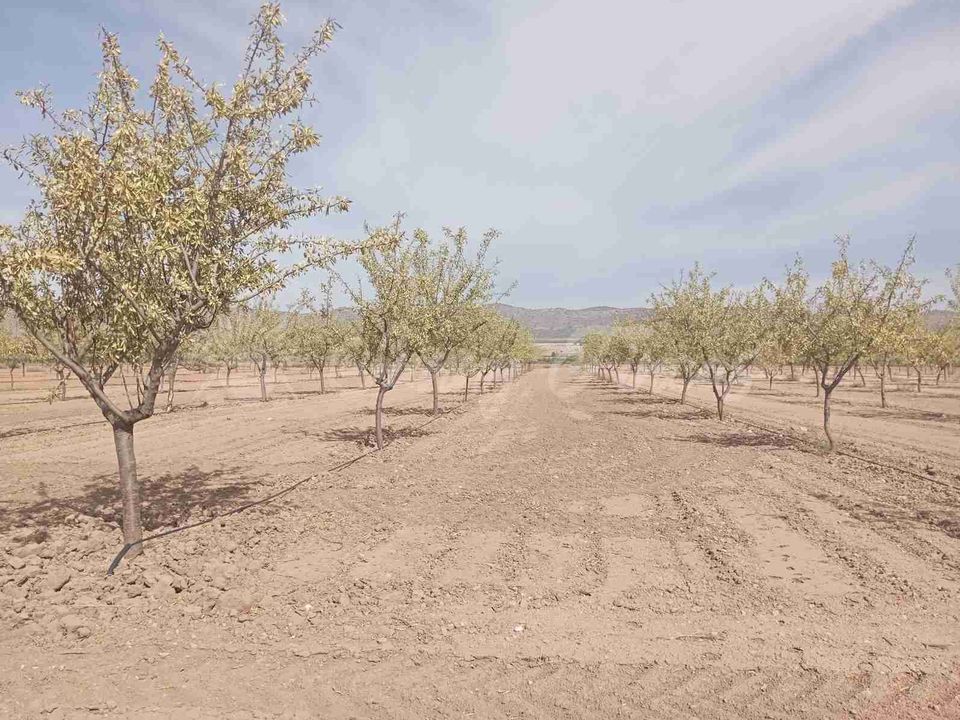 Finca i Yecla, Murcia - foto 4